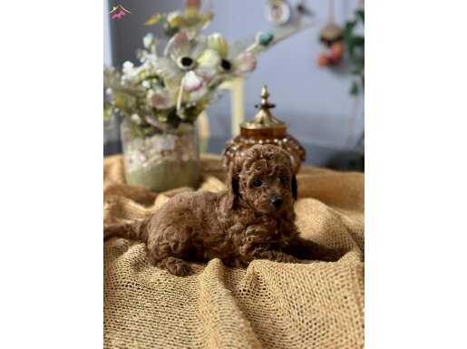 Sevimli Safkan Toy Poodle Bebekler