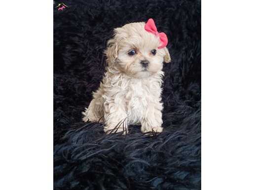 Tea cup Maltipoo Dişi