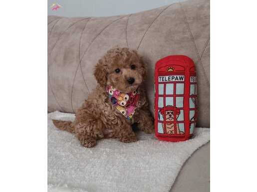Erkek Toy Poodle
