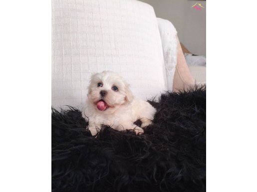 Karbeyaz Bir Erkek Maltipoo 