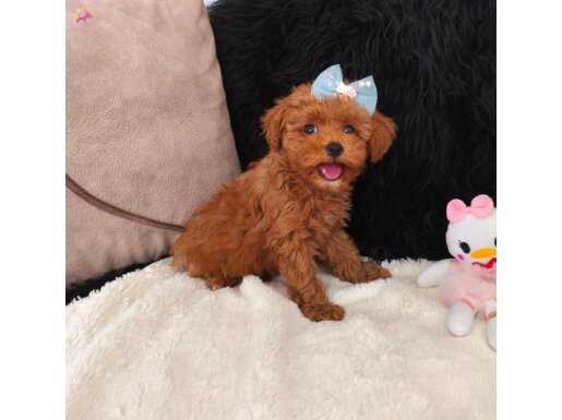 Minnak Dişi Toy Poodle 
