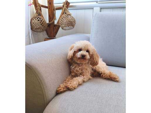 Apricot Toy Poodle Dişi