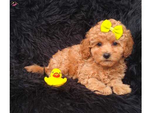 Safkan Toy Poodle Dişi 