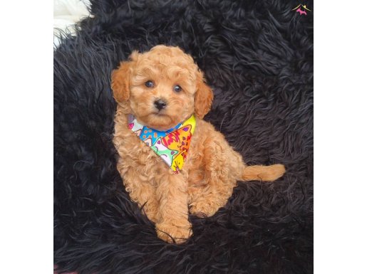 Dişi Erkek Toy Poodle Bebekler 
