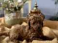 Sevimli Safkan Toy Poodle Bebekler
