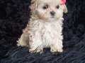 Tea cup Maltipoo Dişi