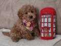 Erkek Toy Poodle