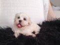 Karbeyaz Bir Erkek Maltipoo 