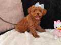 Minnak Dişi Toy Poodle 