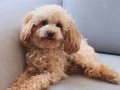 Apricot Toy Poodle Dişi