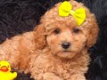 Safkan Toy Poodle Dişi 