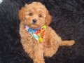 Dişi Erkek Toy Poodle Bebekler 