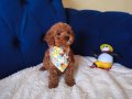Kıvırcık Neşe Yumağı Poodle