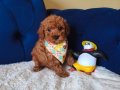 Kıvırcık Neşe Yumağı Poodle