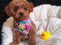 Erkek Toy Poodle 