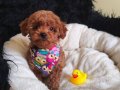 Erkek Toy Poodle 