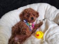 Erkek Toy Poodle 