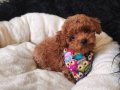 Erkek Toy Poodle 