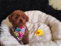 Erkek Toy Poodle 