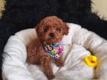 Erkek Toy Poodle 