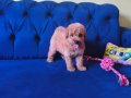 Sevimli Erkek Toy Poodle