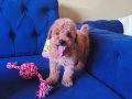 Sevimli Erkek Toy Poodle