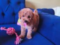 Sevimli Erkek Toy Poodle