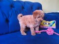 Sevimli Erkek Toy Poodle
