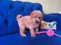 Sevimli Erkek Toy Poodle