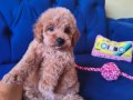 Sevimli Erkek Toy Poodle