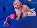 Sevimli Erkek Toy Poodle