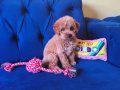 Sevimli Erkek Toy Poodle