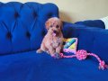 Sevimli Erkek Toy Poodle