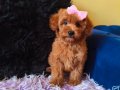 Peluş Prenses