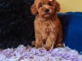 Peluş Prenses