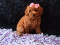 Peluş Prenses