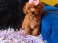 Peluş Prenses
