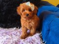 Peluş Prenses