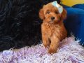 Peluş Prenses