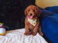 Red Toy Poodle Erkek