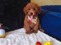 Red Toy Poodle Erkek