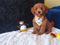 Red Toy Poodle Erkek