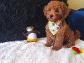 Red Toy Poodle Erkek