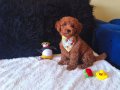 Red Toy Poodle Erkek