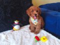 Red Toy Poodle Erkek