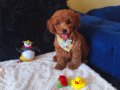 Red Toy Poodle Erkek