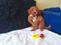 Red Toy Poodle Erkek