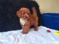 Red Toy Poodle Erkek