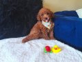Red Toy Poodle Erkek