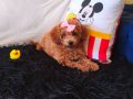 Peluş Bir Kız